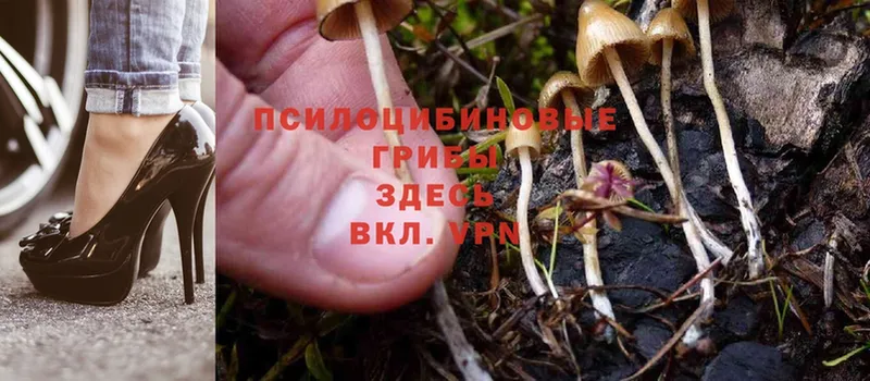 где продают наркотики  Лермонтов  Галлюциногенные грибы Cubensis 